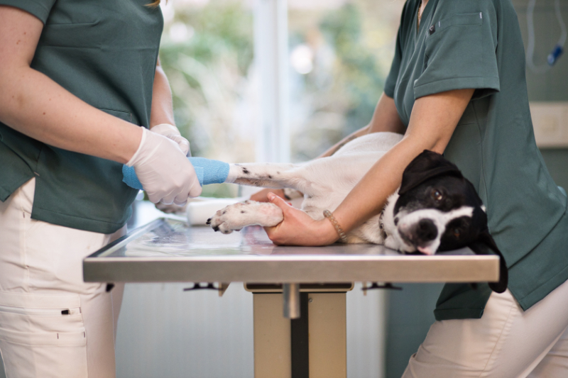 Behandlung-Hund