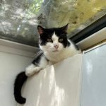 Katzenpension_2025_02