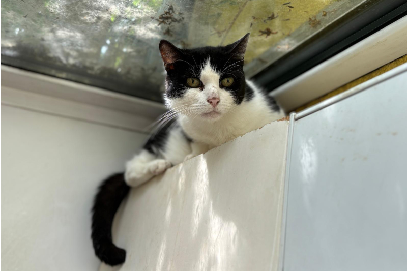 Katzenpension_2025_02-quer