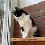 Katzenpension_2025_03