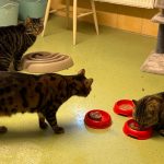 Katzenpension_2025_04