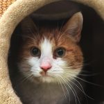 Katzenpension_2025_05